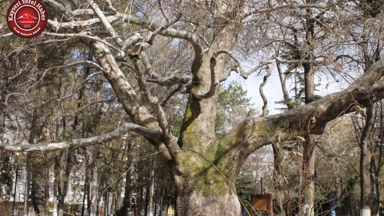 Develi'nin Sembolü: 419 Yıllık Anıt Çınar Ağacı