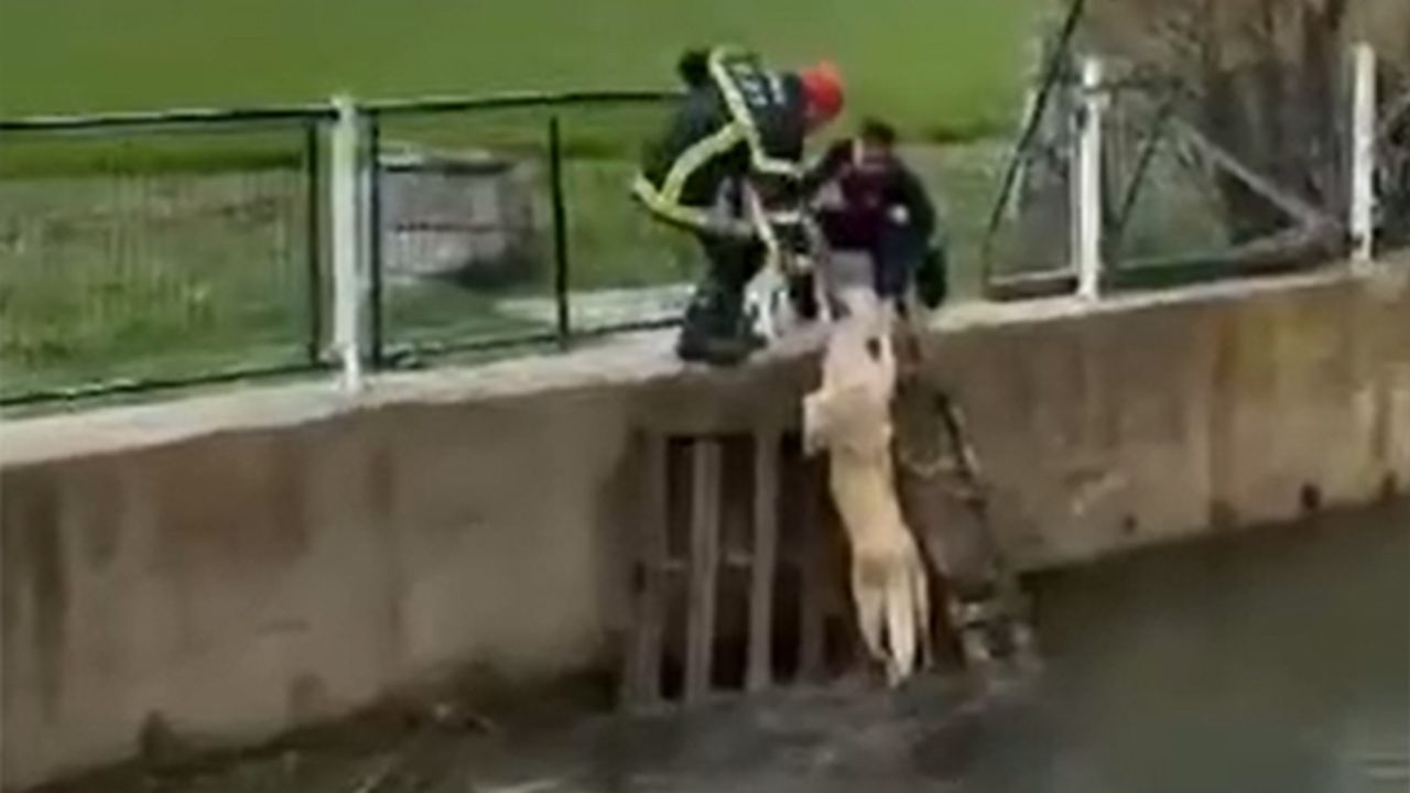 Irmağa düşen köpeği ekipler kurtardı 
