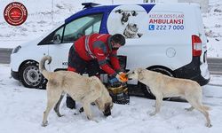 Kocasinan Sokak Hayvanlarını Unutmadı