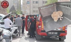 Otomobilin Motoruna Sıkışan Kedi Kurtarıldı