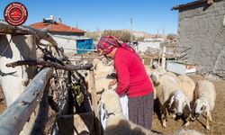 Koyunlar Artıyor, Meralar Şenleniyor Kura Çekilişi Yapılacak