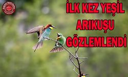 Sultan Sazlığında Arıkuşu Gözlemlendi