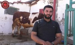 1 TONLUK ‘PAŞA’, ALICISINI BEKLİYOR