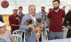 Talas’ta Çoban Köpekleri Güzellik Yarışması