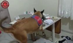 Narkotik Köpeği Geçit Vermedi