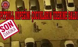 Pitbull İle Çocukları Korkuttu