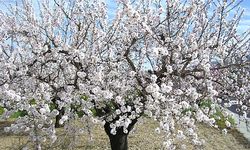 Kayseri’de Badem Ağaçları Erken Çiçek Açtı