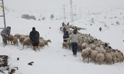 Mahsur kalan çoban ve koyunlara ulaşıldı