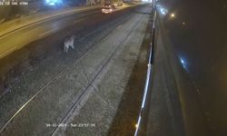 Tramvay hattına bağlanan   köpek kurtarıldı.