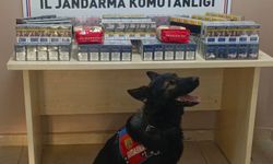 1000 paket kaçak sigara ele geçirildi