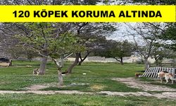 Sokak hayvanlarına umut projesi