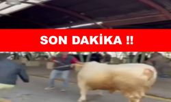 Kesime giden kurbanlardan bazıları kaçtı