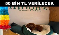 Kayıp köpek aranıyor