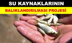 1 milyon yavru sazan suya bırakıldı