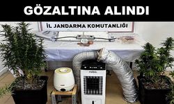 Evinde kenevir yetiştiren şüpheli