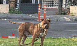 Başıboş gezen pitbull köpeği, barınağa sevk edildi