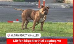 Başıboş gezen pitbull köpeği, barınağa sevk edildi