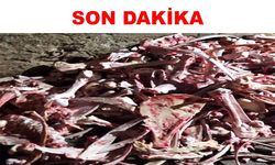 Kayseri’de 1,5 ton kaçak et ele geçirildi