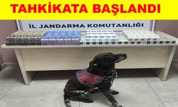 560 paket gümrük kaçağı sigara ele geçirildi