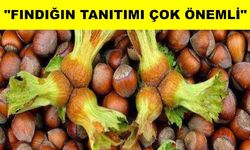 124 ülke fındık için Türkiye'ye para yağdırdı