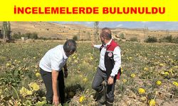 Müdür Saklav, “Çerezlik kabak üretiminde 1'inci sıradayız”