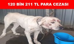 Jandarma'dan köpek dövüşü yapan 13 şahısa  suç üstü baskın