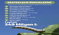 Tarım ve Orman Bakanlığı’ndan çitçilere 349 milyon lira destek ödemesi