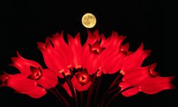 Büyükşehir Objektifinden Süper Dolunay Tutulması: Görsel Şölen