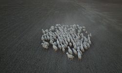 Başkan Büyükkılıç'ın Projesi ile Kırsalda Koyun Sayısı Arttı, Meralar Canlandı