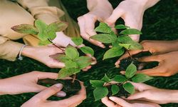 Her fidan bir nefes: 11 Kasım Milli Ağaçlandırma Günü nedir?
