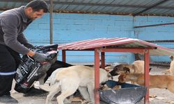 Bünyan’da “Sokak Hayvanları Doğal Yaşam Alanı” hizmete açıldı