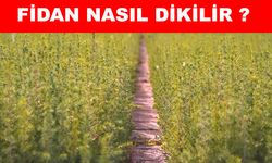 Yeşil Vatan Seferberliği için fidan dikimi 11 Kasım’da başlıyor