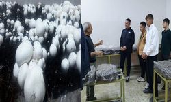 Sarız’da öğrenciler mantar üretti