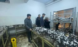 Sarız’da öğrenciler mantar yetiştiriyor