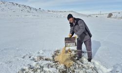 Bünyan'da sokak hayvanlarına yem desteği