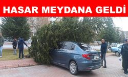 Şiddetli rüzgarın devirdiği ağaç otomobilin üzerine düştü