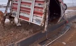 Büyükbaş hayvan taşıyan kamyonet devrildi; hayvanlar yola savruldu