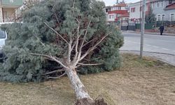Kayseri’de şiddetli rüzgar ağacı kökünden söktü