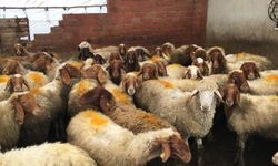 Kayseri'de küçükbaş hayvan sayısı 1 milyon 150 bine ulaştı