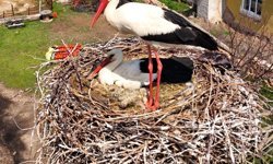 Sarıoğlan’da Leylekler Yuvalarına Döndü