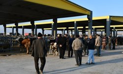 Kayseri’de Kurbanlık Tavsiye Fiyatları Açıklandı