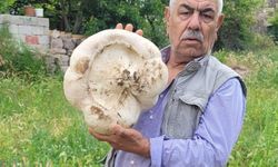 Kayseri’de 3 Kilo 400 Gram Mantar Buldu