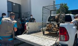 Rehabilitasyonunu Tamamlanan 35 Yaban Kuşunu Yeniden Doğayla Buluşturdu