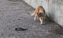 Kedi İle Yılanın Kavgası Kamerada