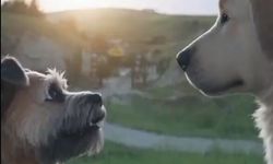 Pati Evi’nden Kaçtılar, Pişman Olup Geri Döndüler