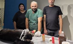 Otomobiliyle Çarptığı Köpeğin Tedavisini Üstlendi