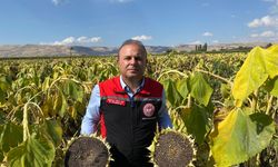 Kayseri’de Ay Çekirdeği Hasadının Yüzde 30’u Tamamlandı