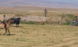 Arazide Saatlerce Kaçan Hayvan Güçlükle Yakalandı