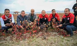 Safran Üretildi, Aronya Hasadı Yapıldı