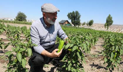 Kocasinan’da üreticiye erkenci kapya biberi tohumu desteği